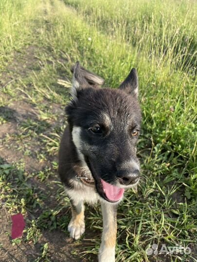 Мята ищет дом