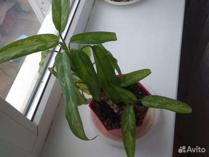 Диффенбахия