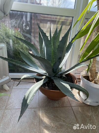 Голубая Агава