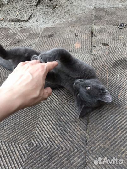 Котенок мальчик серый