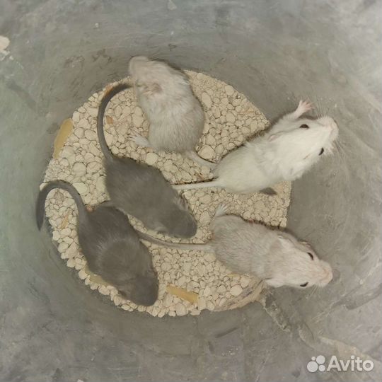 Монгольская песчанка