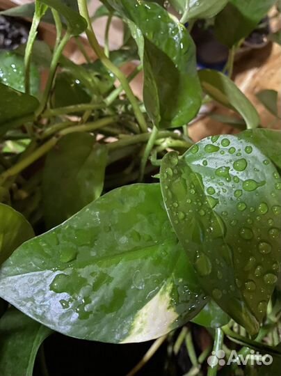 Сциндапсус