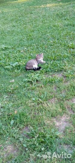 Кошка бесплатно