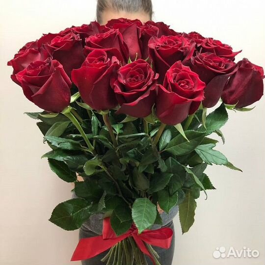 Роза эксплорер красная- 15 шт