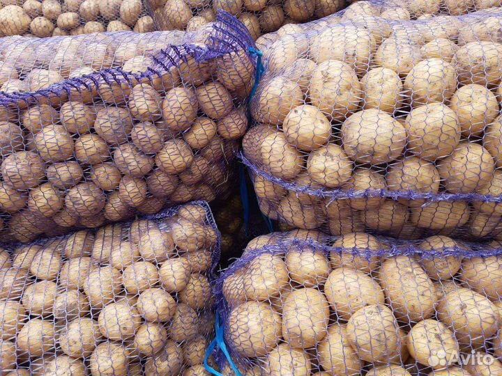 Картофель новый урожай