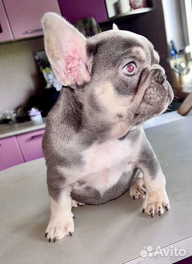 Французики