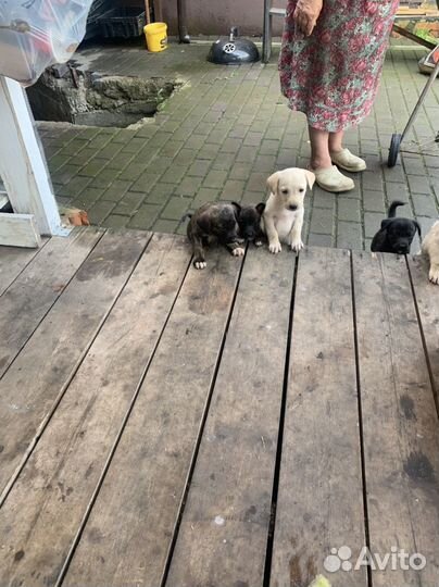 Щенки бесплатно в добрые руки
