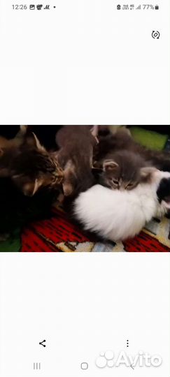Милые котятки