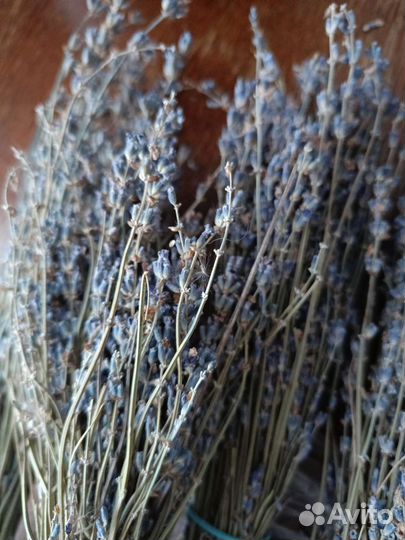 Лаванда сухоцвет
