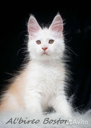 Котята мейн-кун