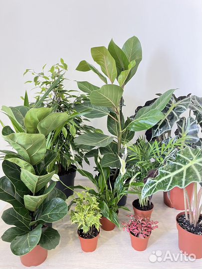 Комнатные растения