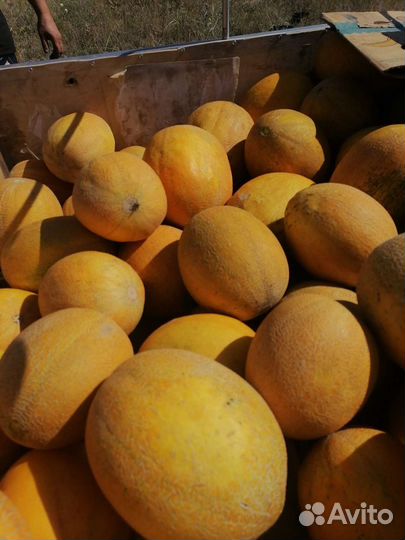 Дыня оптом камышин