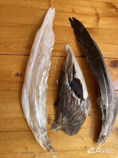 Крыло гуся утки