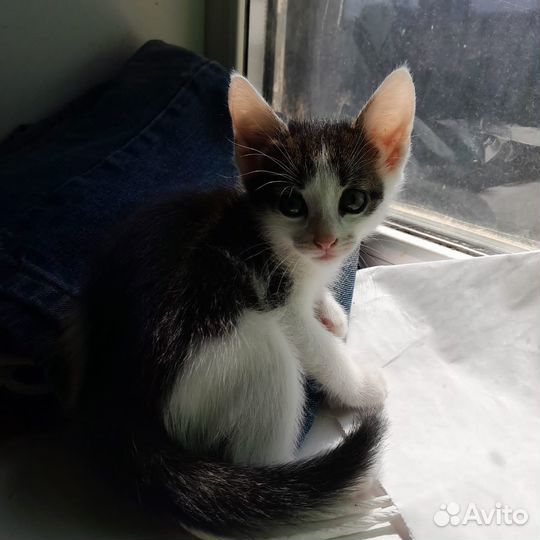 Котята ищут дом