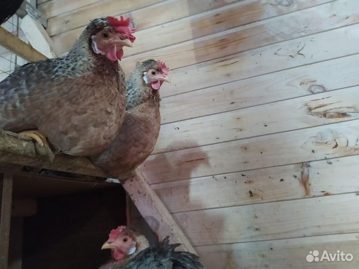 Инкубационное яйцо Легбар кремовый