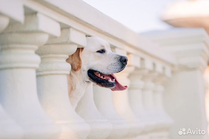 Фотограф анималист