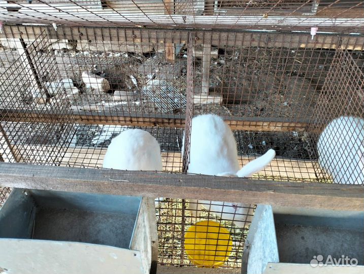 Продам кроликов
