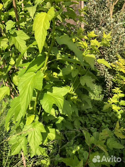 Пузыреплодник калинолистный продаю