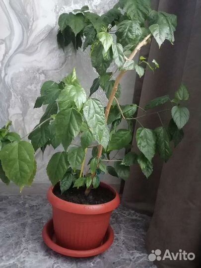 Гибискус китайская роза