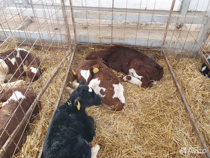 Бычки мясного направление Бесплатная доставка