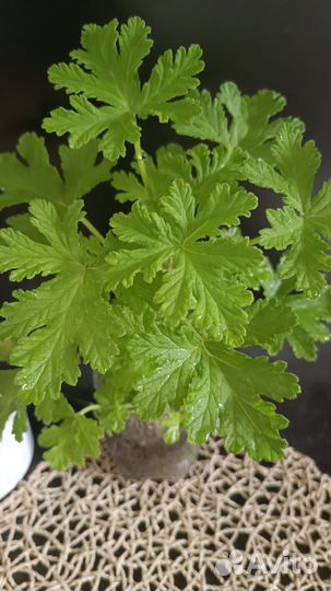 Герань душистая