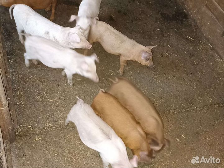 Поросенок дюрок