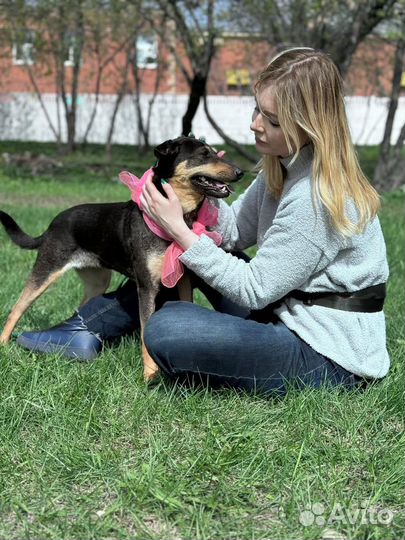 Собака в добрые