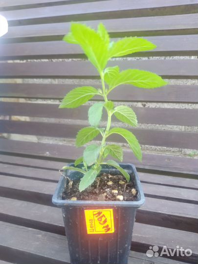 Рассада ароматных трав