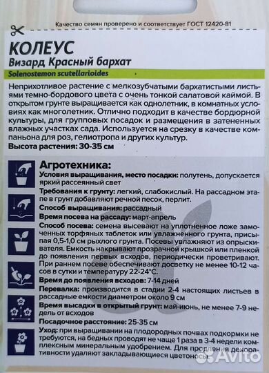 Колеус Визард Красный бархат