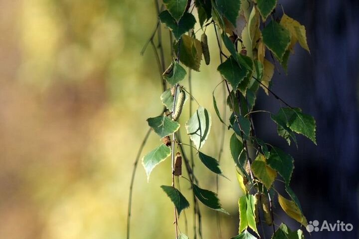 Телевик Таир-3С 4.5/300