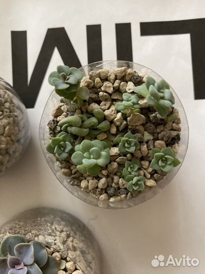 Мини садик из суккулентов