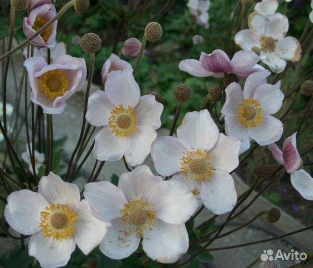 Многолетние растения для сада