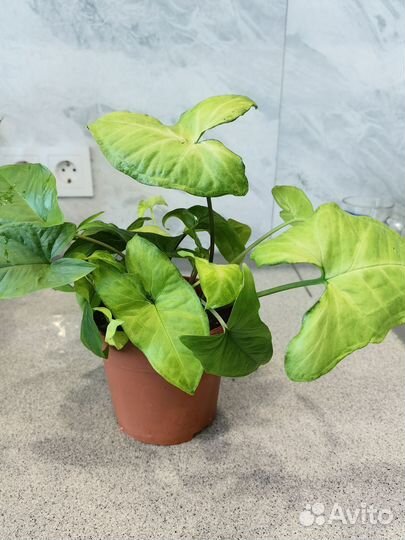 Сингониум баттерфляй