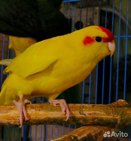 Попугай корелла и какарик, птенцы