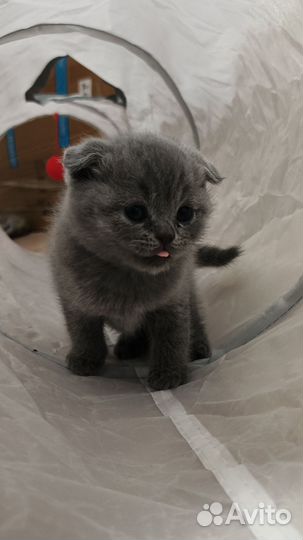 Шотландская вислоухая