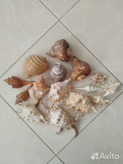 Морские ракушки