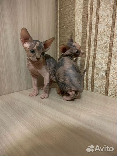 Канадский сфинкс котенок