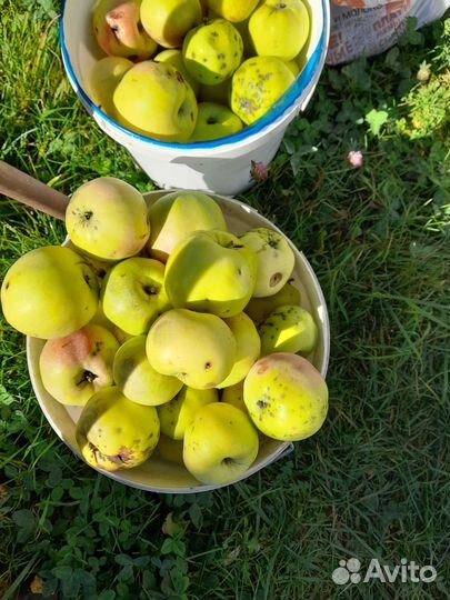 Мята лимонная мелисса, стрелки чеснока