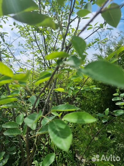 Ирга Ламарка