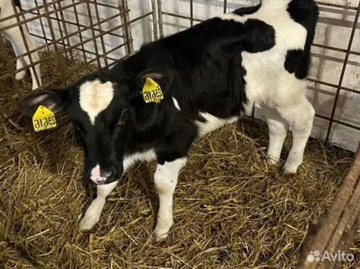 Телята бычки