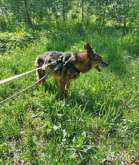 Один кусочек колбаски за всю жизнь