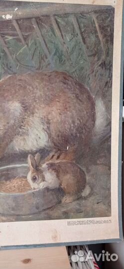 Постер/плакат/ пособие дет. садов/ ссср/кролики