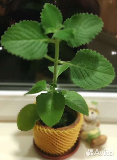 Домашняя мята