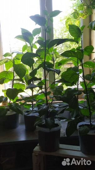 Рассада Каролина острого перца,Хабанеро,Скорпион