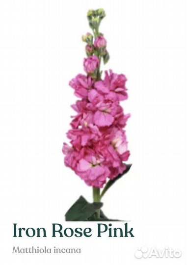 Рассада маттиолы серии Iron