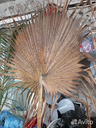 Пальмовые листья (пики, мини пики)