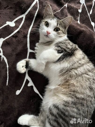 Красивая Тара ищет дом