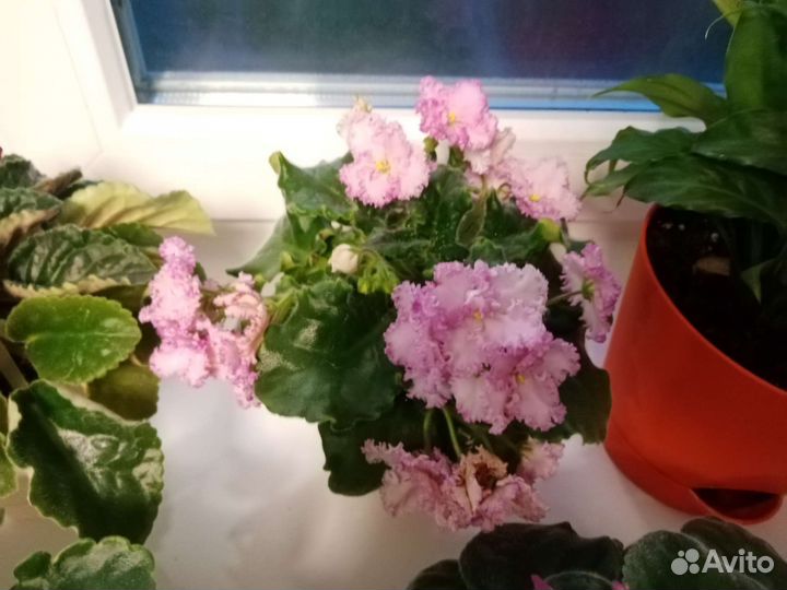 Листики фиалок, в ассортименте