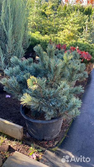 Сосна Стланиковая