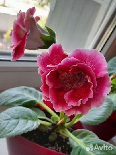 Глоксиния махровая лист на срез